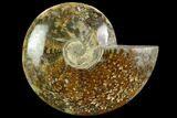 Polished Ammonite (Cleoniceras) Fossil - Madagascar #127201-1